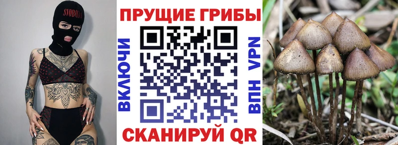 Галлюциногенные грибы Psilocybine cubensis Лихославль